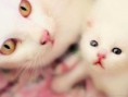 /album/fotogaleria/cuanto-dura-embarazo-gatos-copia-jpg/